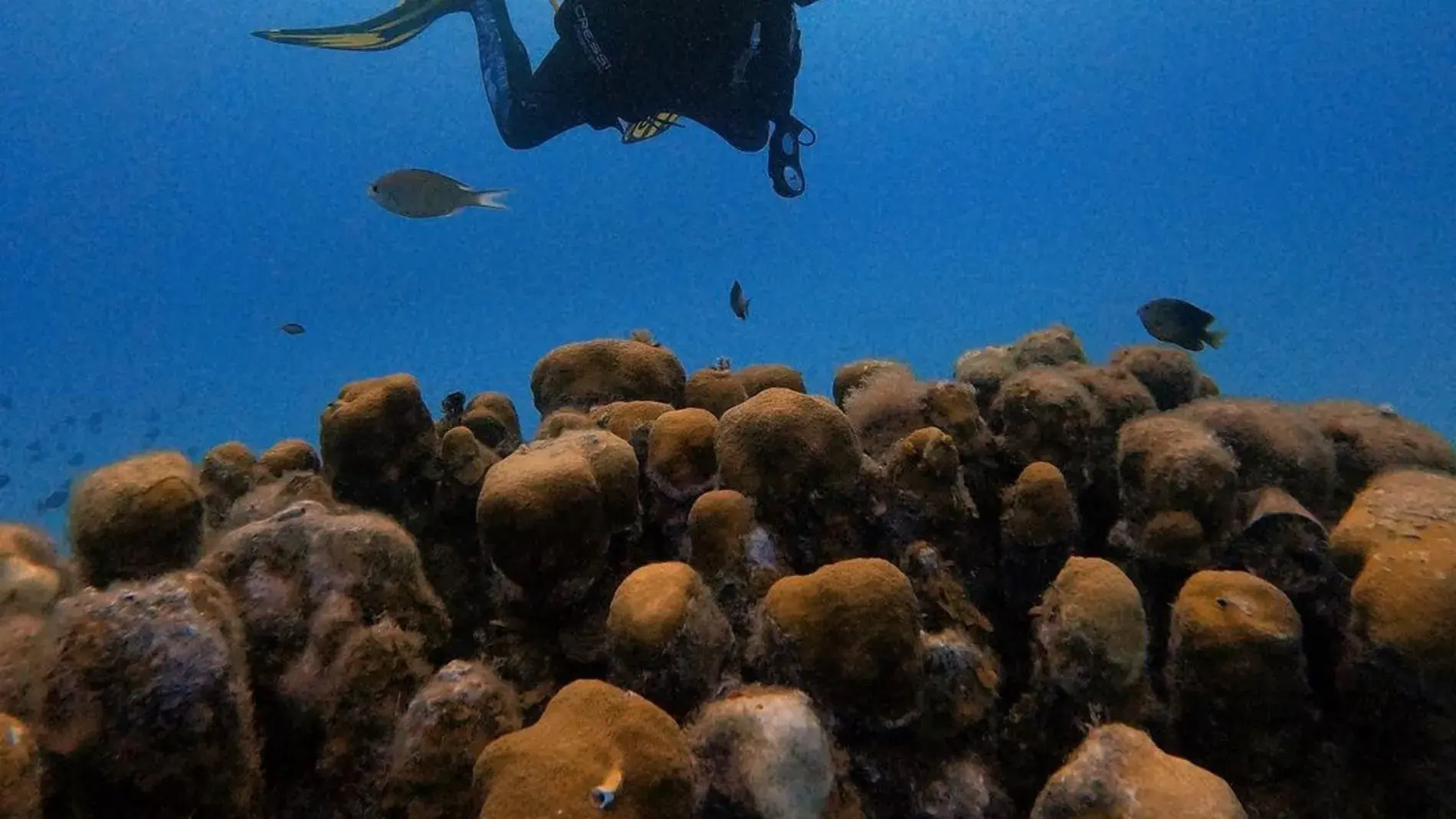 MUNDO RUTASL, turismo, pasadias, transporte en ibagué, colombia
